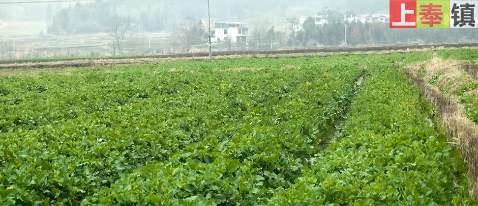 上奉镇沙洲村街道田野实拍（2024年2月7日）